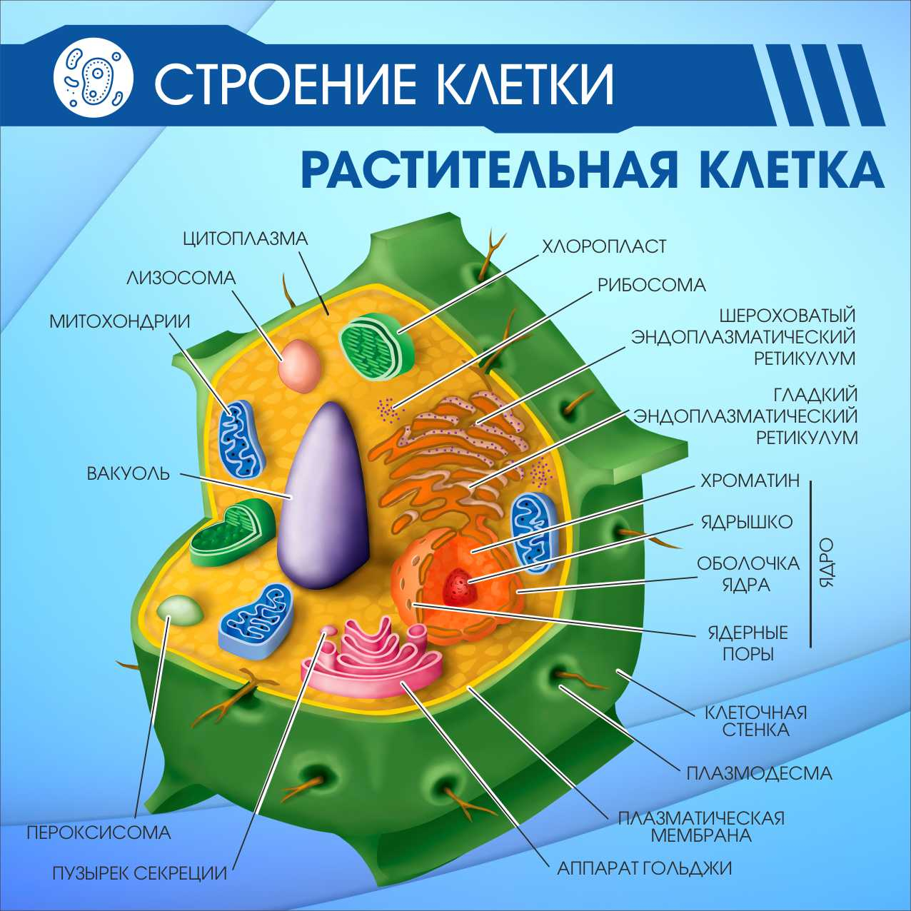 Строение клетки Растительная клетка в Воронеже